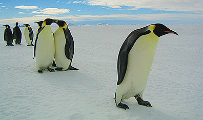 Snowbirds: The titular stars of the documentary March of the Penguins. Photo Jerome Maison. Courtesy Bonne Pioche Productions/Warner Independent.
