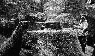 The stump of the sacred golden spruce tree destroyed by Grant Hadwin in the Queen Charlotte Islands. Photo John Vaillant. Courtesy Knopf Canada.