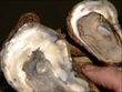 C.B. Oysters