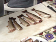 Fish Enough