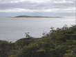 The Grey Island Eider Ducks