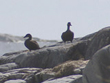 The Grey Island Eider Ducks