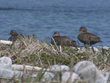 The Grey Island Eider Ducks