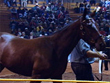 Harness Racing
