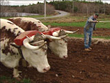 Oxen