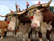 Oxen