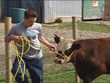 Oxen