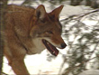 P.E.I. Coyotes