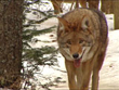 P.E.I. Coyotes