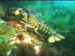 Shell Disease