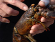 Shell Disease
