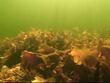 Starving Ocean