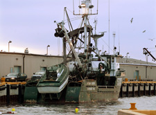 Herring Seiner