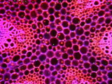 Compounds and their effects on cells
