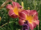 Day Lily