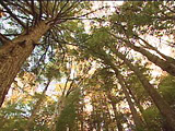 P.E.I. Forest