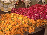 Marigolds