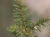 Ground hemlock twig