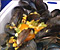 Flex Mussels